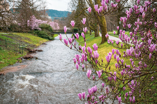 Blühende Magnolie über der Oos, Baden-Baden-Lichtentaler Allee