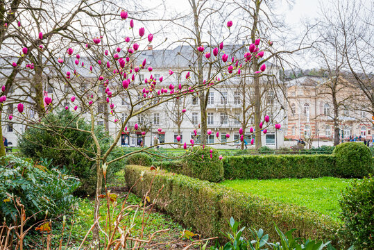 Blühende Magnolie in Baden-Baden