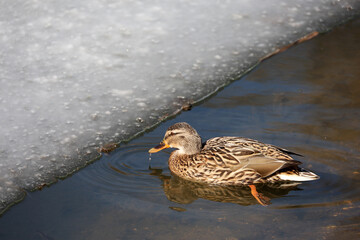 Mallard duck swimming in water near the melting ice. Female wild duck on spring lake