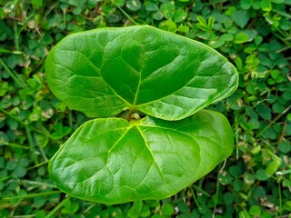 Ketapang tree seeds are popularly used for greening industrial or residential areas