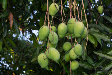 Young mango fruit on tree in the garden.