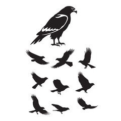 Hawk bird silhouette vector set ,hawk bird logo