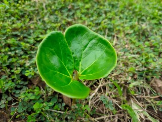 Ketapang tree seeds are popularly used for greening industrial or residential areas