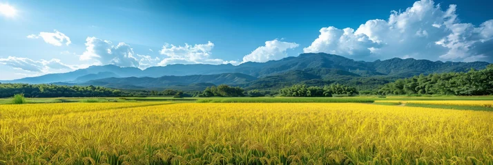 Foto op Canvas Yellow ripe rice fields, paddy fields panorama rice banner background template. © torjrtrx