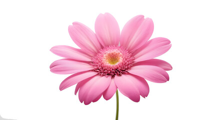 Fototapeta premium pink gerber daisy