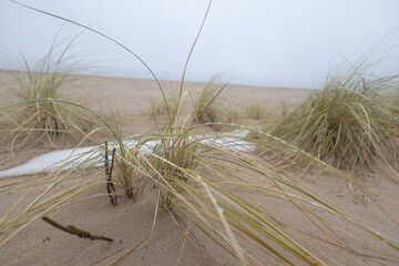 Grass growing in the sand dunes at the beach of Baltic Sea. Springtime scenery of Northern Europe. - 771388871