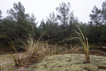 Grass growing in the sand dunes at the beach of Baltic Sea. Springtime scenery of Northern Europe. - 771388888