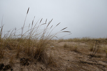 Grass growing in the sand dunes at the beach of Baltic Sea. Springtime scenery of Northern Europe.