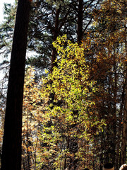 sunny autumn morning in a mixed forest - 771390042