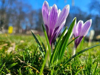 Fotobehang Krokus spring crocus flowers  © Даша 