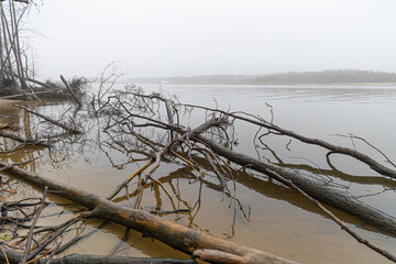 An overcast day with fog at the river and fallen trees. Early springtime landscape of Northern Europe. - 771393204