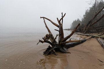 An overcast day with fog at the river and fallen trees. Early springtime landscape of Northern Europe.