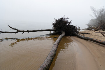 An overcast day with fog at the river and fallen trees. Early springtime landscape of Northern Europe.