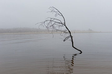 An overcast day with fog at the river and fallen trees. Early springtime landscape of Northern Europe. - 771393222