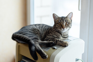 domestic cat lying on printer