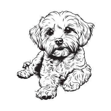 Bichon Frise Vector Art, Icons, and Graphics 
