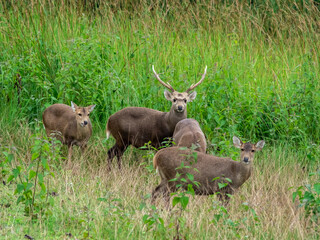 Deer with beautiful horns stands next to a female deer. In the Phu Khiao Wildlife Sanctuary, Thailand