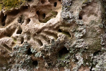 A close-up of a sandstone wall with burrowing insect holes. Natural scenery in Gauja National Park, Latvia. - 771399824