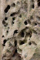 A close-up of a sandstone wall with burrowing insect holes. Natural scenery in Gauja National Park, Latvia. - 771399831