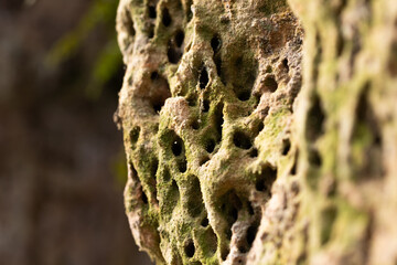 A close-up of a sandstone wall with burrowing insect holes. Natural scenery in Gauja National Park,...