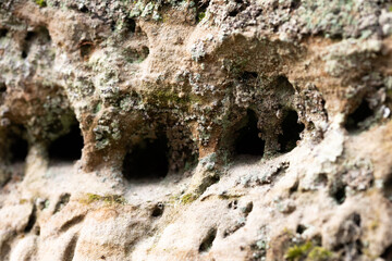 A close-up of a sandstone wall with burrowing insect holes. Natural scenery in Gauja National Park, Latvia. - 771399851