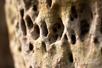 A close-up of a sandstone wall with burrowing insect holes. Natural scenery in Gauja National Park, Latvia. - 771399855
