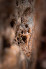 A close-up of a sandstone wall with burrowing insect holes. Natural scenery in Gauja National Park, Latvia. - 771399859