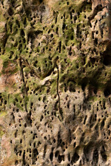 A close-up of a sandstone wall with burrowing insect holes. Natural scenery in Gauja National Park,...