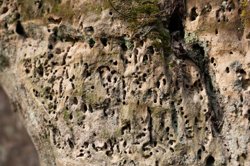 A close-up of a sandstone wall with burrowing insect holes. Natural scenery in Gauja National Park, Latvia. - 771399875