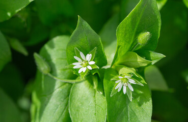 Close-up of blooming chickweed in spring
