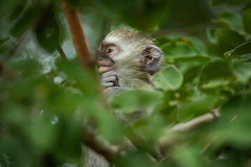 Baby vervet monkey in the african bush