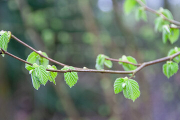 branch of a hornbeam