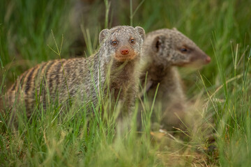 African mongoose in the african bush