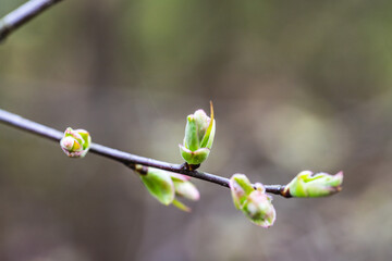 branch in spring