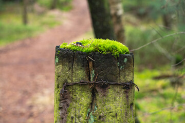 Moss grows on a wooden post with rusty barbed wire