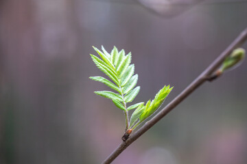 sorbus aucuparia eberesche