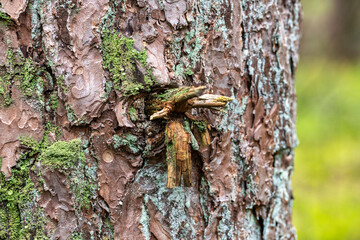 tree trunk detail