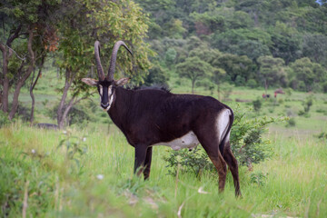 Naklejka na ściany i meble Sable antelope in a nature reserve in Zimbabwe