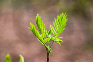 Triebe jung Rowan Sorbus Aucuparia