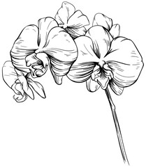 Orchid floral botanical flowers hand drawn. Wild spring leaf wildflower isolated. Black and white engraved ink art. Isolated orchid illustration element on white background.