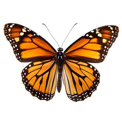 Fototapeta premium Monarch butterfly cutout