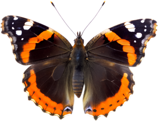 Vanessa atalanta, the red admiral buttefly, cutout