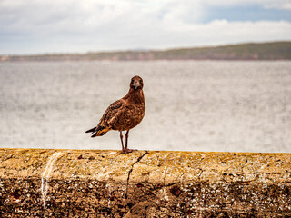 Young Pacific Gull Head On