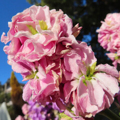 春にストックがピンク色の花を咲かせています