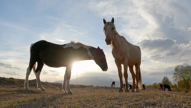 Beautiful Couple of horse at sunset light. Two horses embracing in friendship. Animal portrait on sunset background. Horses in love. Wonderful summertime scenery in mountains. 