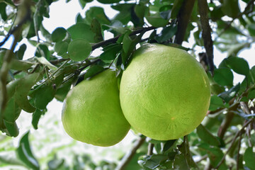 Asian pomelo fruit hanging on branches and tree. It has a sweet and sour taste and can be stored for a long time. Asian people can grow this plant all over countries, new edited.