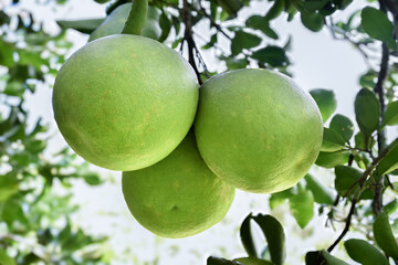 Asian pomelo fruit hanging on branches and tree. It has a sweet and sour taste and can be stored...