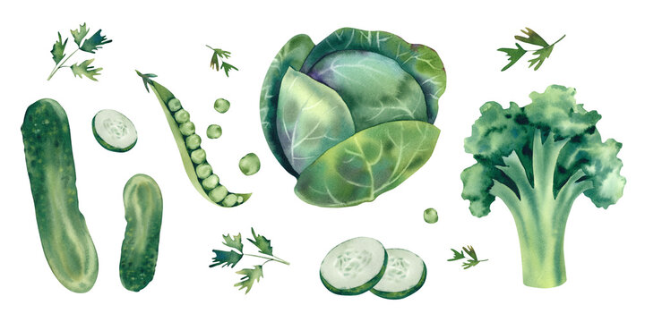 A set of green vegetables. Broccoli, cucumber, cabbage, peas and parsley. Watercolor illustration, hand-drawn in sketch style, highlighted on a white background.
