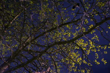 leaves on blue sky - 771408695