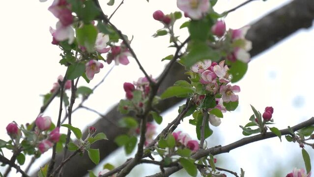 Pale pink apple flower buds, close up